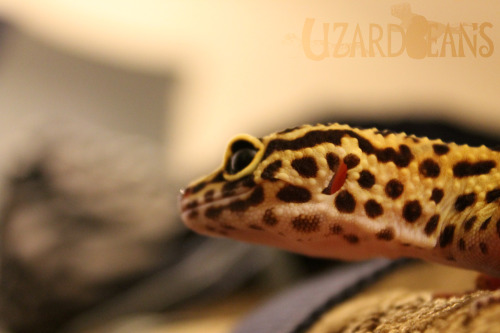 lizardbeans:  Just a tiny explorer 