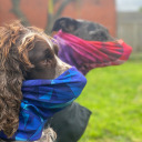 3 Dogs Are Rebuilding Chilean Forests Once Devastated By Fire