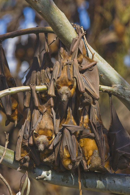 battime:  Pteropus scapulatus - Little red flying fox    Photo by Bruce Thomson  I wonder if they’re Atheists or they’re firm believers in Batman.