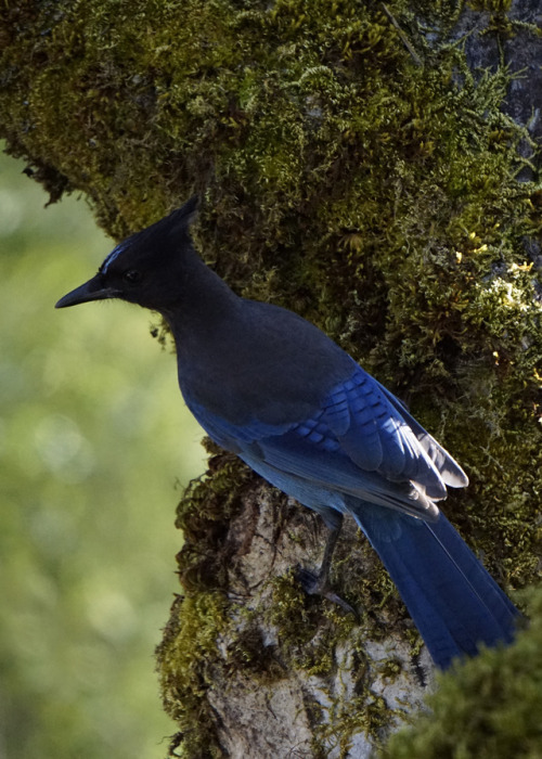 ekmountainphotography - Steller’s Jay (Cyanocitta stelleri) ~...