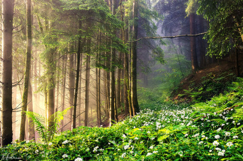 dehanginggarden:Blooming wild garlic by *RobinHalioua