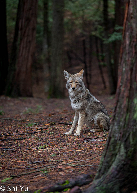 yipyapyote:Coyote @ Yosemite by Shi Yu on Flickr.