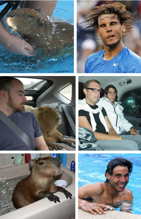 tastefullyoffensive:  See more at Capybaras That Look Like Rafael NadalPreviously: Celebrities Who Look Like Mattresses 