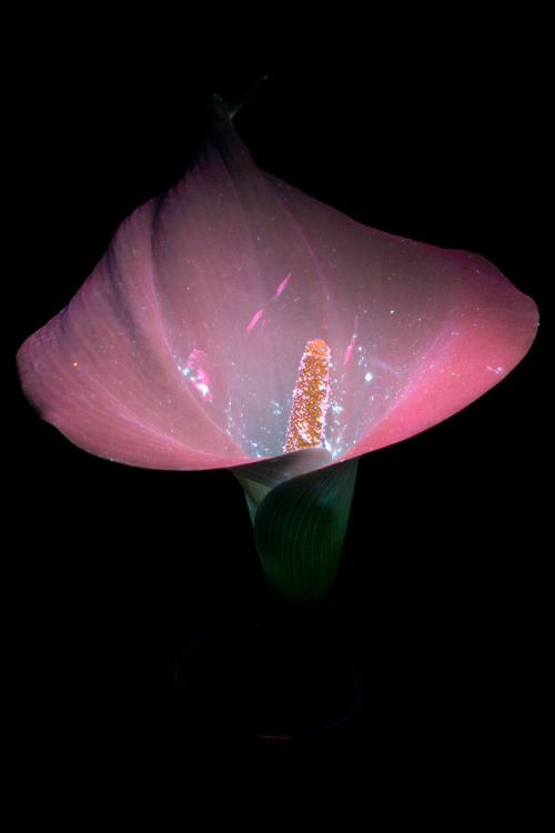 conspectusargosy:Calla lily flower in UVIVF lighting.