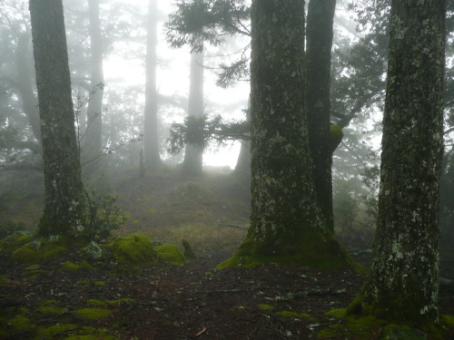 myownfire: The Song Of Life Sings Through Us Mount Tamalpais was dripping last Sunday. We went 