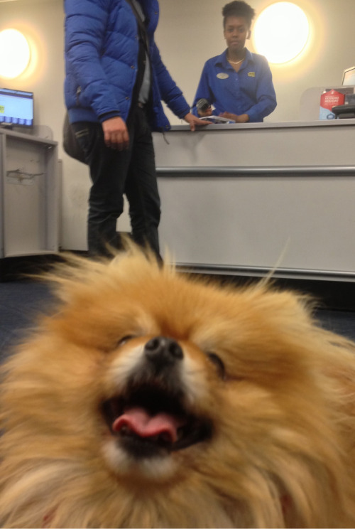 puffywalks:  Best Buy, Union Square 