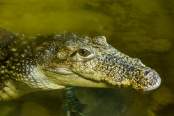 theanimalblog:  Small cute crocodile (by