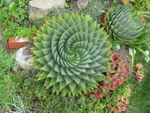 halotolerant:end0skeletal:Succulents!1. Spiral Aloe2. Lithops (Living Stone)3.Mammillaria mystax4.Qu