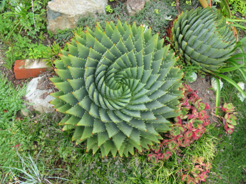 end0skeletal: Succulents!1. Spiral Aloe2. Lithops (Living Stone)3. Mammillaria mystax 4. Queen Victo