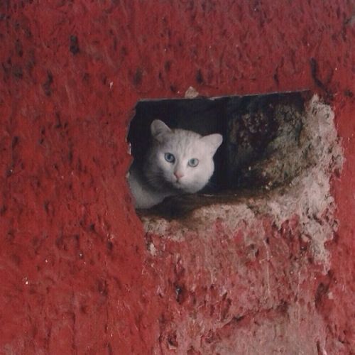 Evgeniya Gor (Kazakh, based Astana, Kazakhstan) - She photographs the homeless cats of Kazakhstan, P