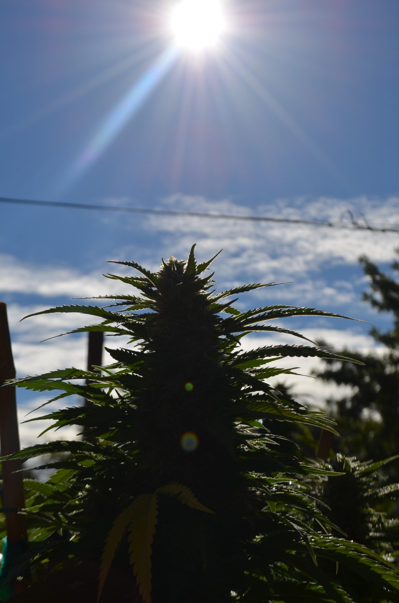 incredible-kush:  ladys lounging in the sun 