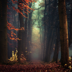 optically-aroused: Autumn Photography by Oer-Wout  