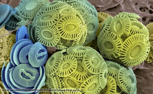 libutron:CoccolithophoresTiny coccolithophores have had a big impact on the planet over time. Though