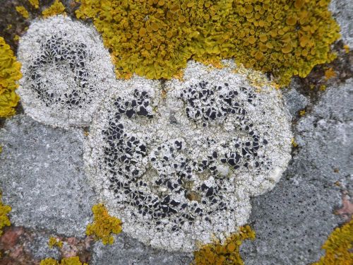 morrak:lichenaday:Tephromela atraT. atra is crustose, with irregular areoles and a cracked, popcorny