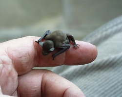 herdivineashes:  The Bumblebee Bat – the