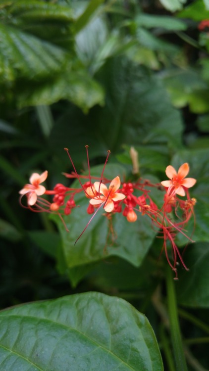 Clerodendrum paniculatum is in the family Lamiaceae. Commonly known as pagoda flower, it is native t