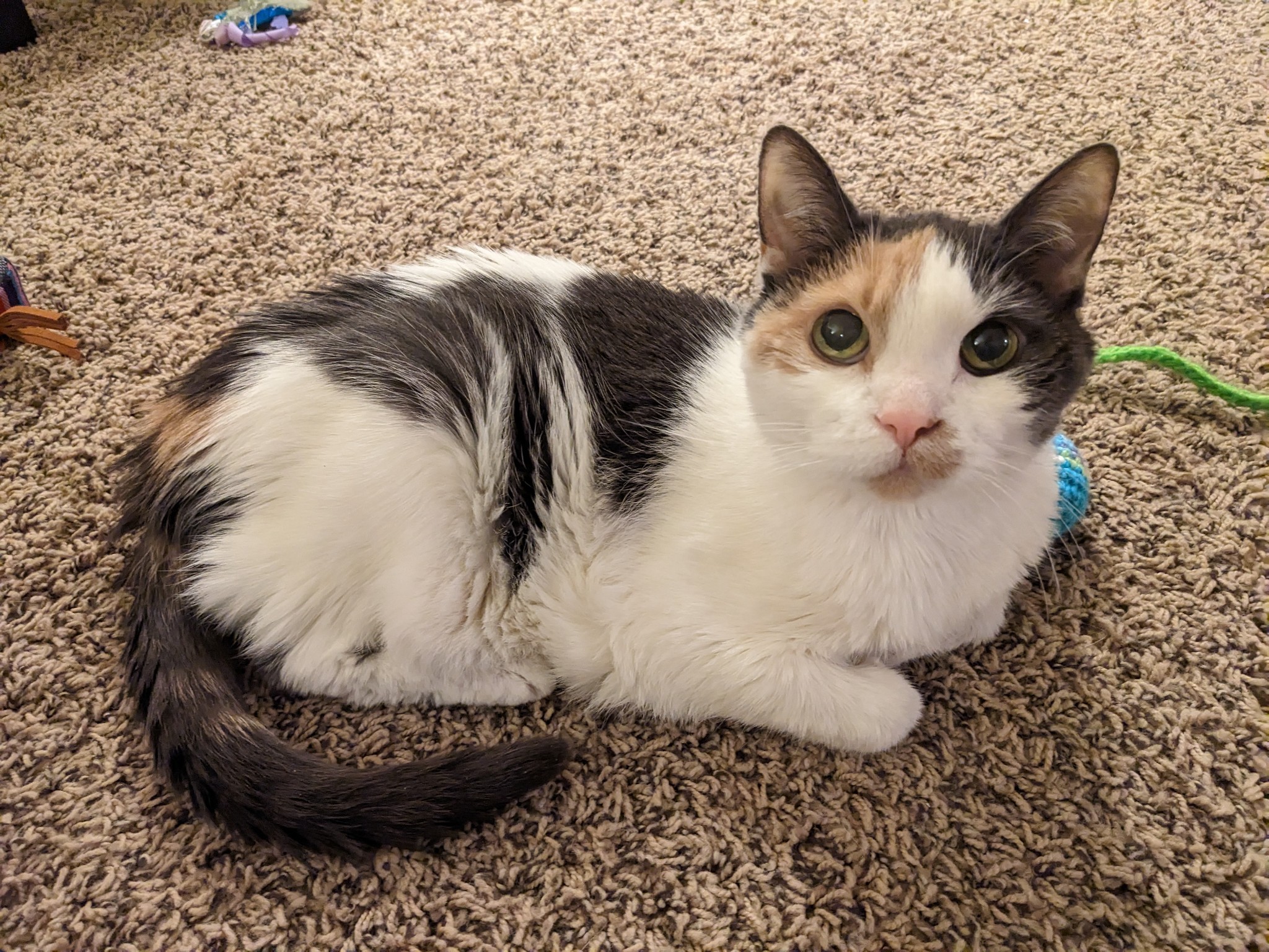 raventhekittycat:dakt37:dakt37:Hey, if you’re a minor and you’re following my blog, I just need you to be aware: You have been on this earth for fewer years than my cat has.She turns 20 this week, everyone please say happy birthday 🥳💖Update!