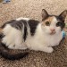raventhekittycat:dakt37:dakt37:Hey, if you’re a minor and you’re following my blog, I just need you to be aware: You have been on this earth for fewer years than my cat has.She turns 20 this week, everyone please say happy birthday 🥳💖Update!