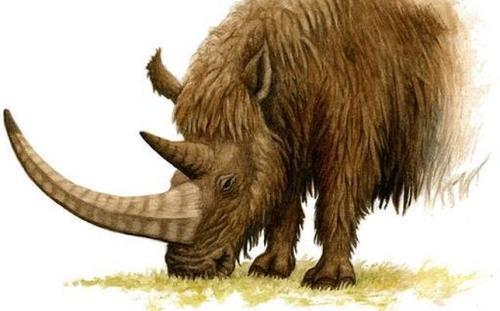 theolduvaigorge:Discovery of a Baby Mammoth in AsturiasAt the site of Jou Puerta researchers have also recovered woolly 