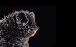 Eatmymush:  Newyorker:  The Joy Of Bats Bats Are Good Neighbors, And The Bat Biologist