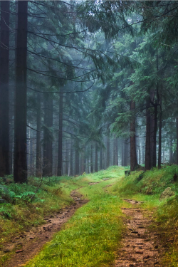 expressions-of-nature:  Into the Duskwood by: Christopher BePunkt 