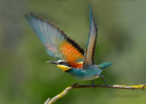 European Bee-eater (Merops apiaster) &gt;&gt;by Kilimanjaro