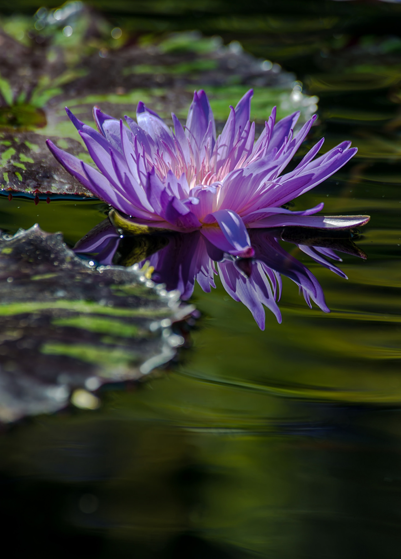 gyclli:   	Purple and green ***  by rvtn    