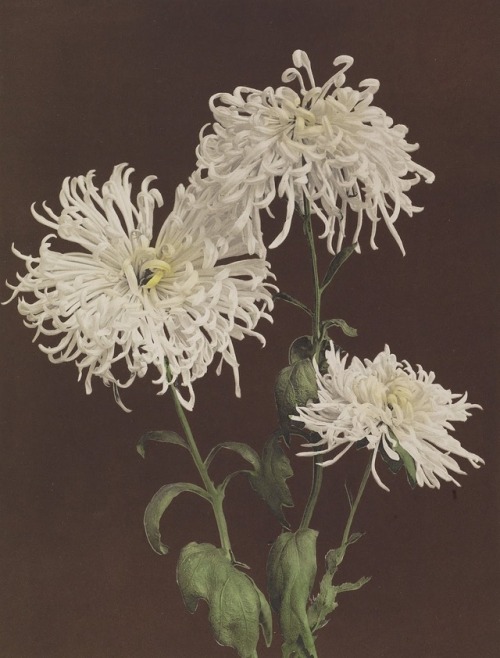 Kazuma Ogawa, Chrysantheum, 1896 