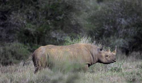 ddominiqueewwinkss:  trvp-goddess:  micdotcom:  The United States government is observing Endangered Species Day Friday in order to “recognize the national conservation effort to protect our nation’s endangered species and their habitats.” The observance