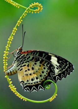 beautymothernature:  Butterfly mother nature moments