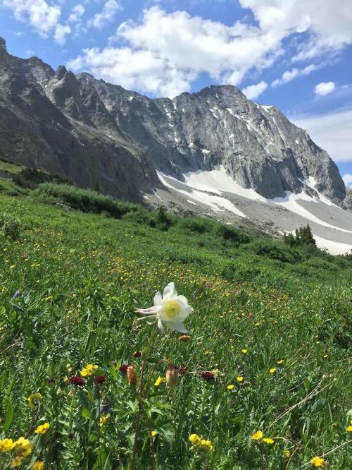 adventuresinfinity:An alpine meadow underneath Capitol Peak, Colorado [OC] [3264 x 2448] | http://ad