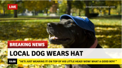 blupoop:  verychillgodbless:  Thats a Pitt hat, good job dog  @dadbully u! 