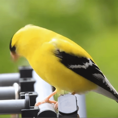 American Goldfinch Stimboard For A Friend! Sources In Order Under Cut :]