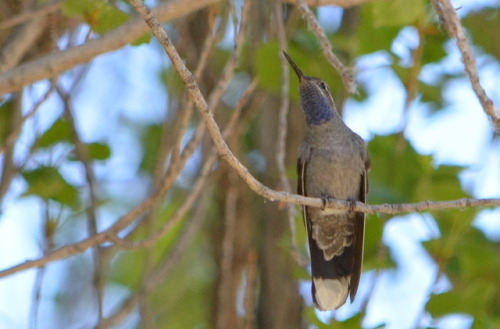 Blue-throated hummingbird at the Southwestern Research Station