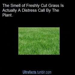 ultrafacts:  grandpafrowns:  warmblood94:  ultrafacts:  Source For more posts like this, follow Ultrafacts  &ldquo;I love the smell of fresh cut grass&rdquo; suddenly takes on a whole new much more screwed up meaning.  What exactly is the grass calling