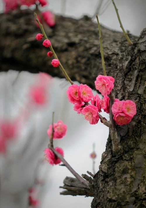 fuckyeahchinesegarden:red plum blossom in chinese garden