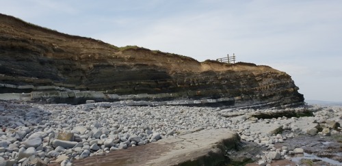 geologicaltravels:2018: Folding and faulting in the early Jurassic Blue Lias Formation, near Kilve, 