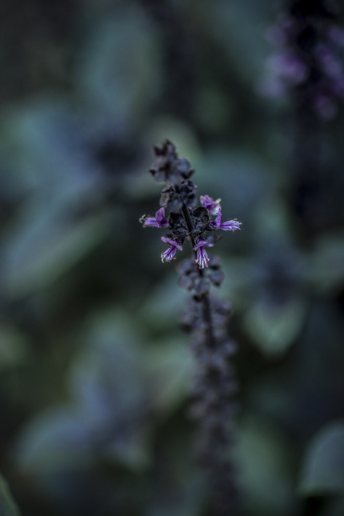 basil, in our herb garden