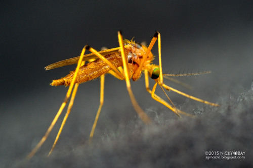 onenicebugperday:Yellow mosquito,Culicomorpha, DipteraPhotographed in Belize byNicky Bay // Website 