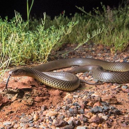 Mulga snake (Pseudechis australis). Credit: Adam J Brice