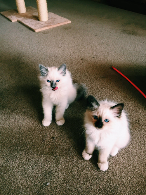 blog-cats-posts:  Follow us ! http://blog-cats-posts.tumblr.com/Check Out Our Blog