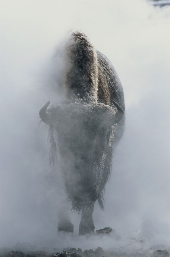 Predators and Preys