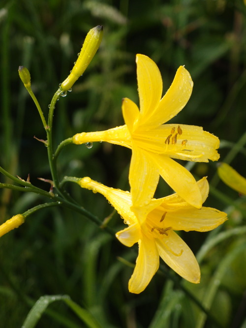 Hemerocallis lilioasphodelus — Yellow Day-lily
