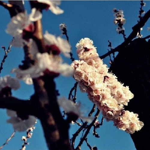 Spring #beautiful#0803#diadelamujer#regalo#thankyou#mylove#8martie#8marzo#8mar