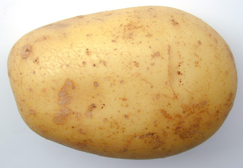 dafuqyouwantfrumme: academicfeminist:  michaonthemoon:  yaoibutts:  I love how potato in French is pomme de terre, which pretty much means “earth apple.” like what stupid frenchman saw this:  and said “zis petite légume looks like a, how you say,