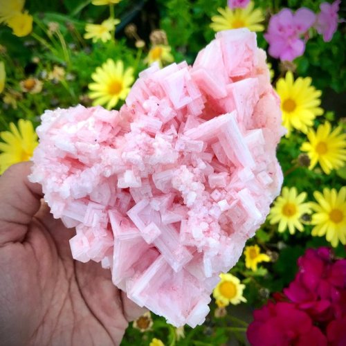 Pink Hopper Halite crystals form Trona, CaliforniaPhoto: Artstonetics