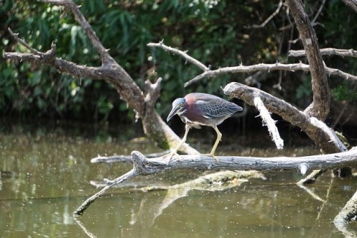 I took my zoom lens out kayaking this week. I need more practice shooting with it, but I was pretty 