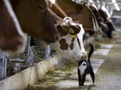 awwww-cute: Dairy cows nuzzle a barn cat