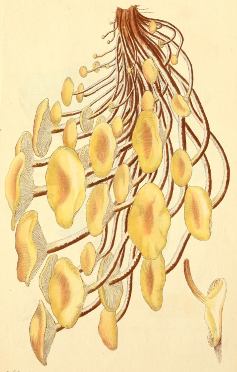 clawmarks:  James Sowerby - Coloured figures of English fungi - 1809 - via Internet Archive