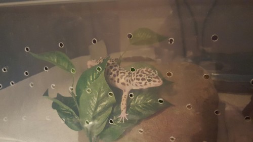 Winter enjoys her new enclosure, and the hide I made for her!